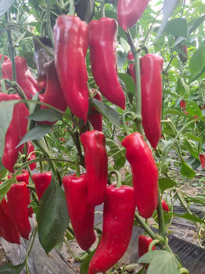 红泡椒保护价回收订单种植